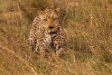 032 Masai Mara